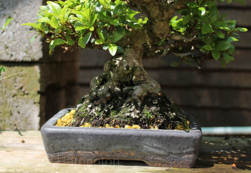 Satsuki Azalea bonsai roots